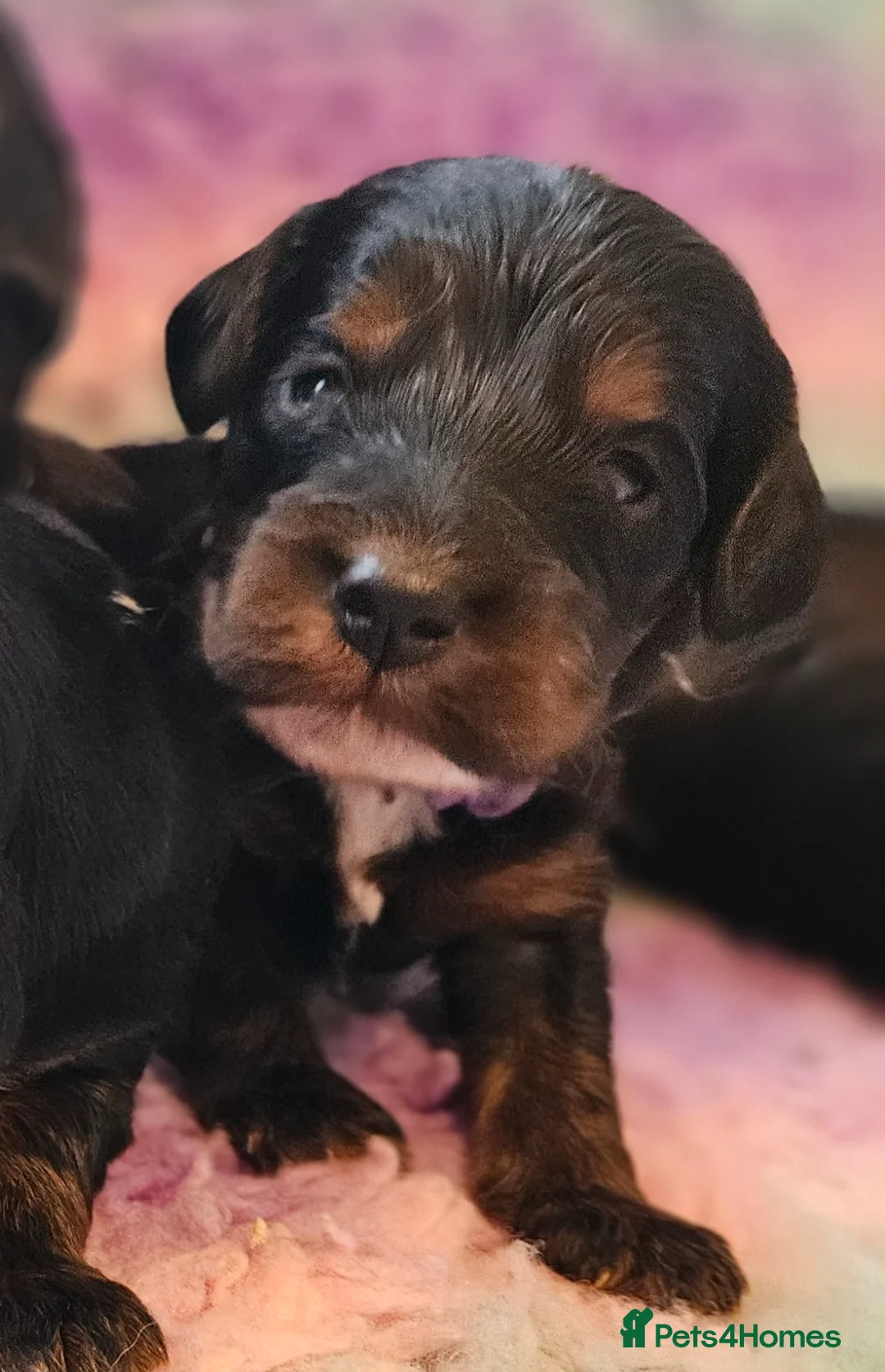 Cockapoo dogs for sale: Licensed insured breeder! Show cockapoo boys only  - Advert 1