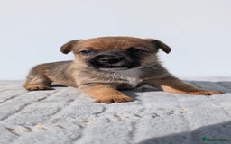 Mixed Breed dogs for sale: Cracking terrier pups - Image 5