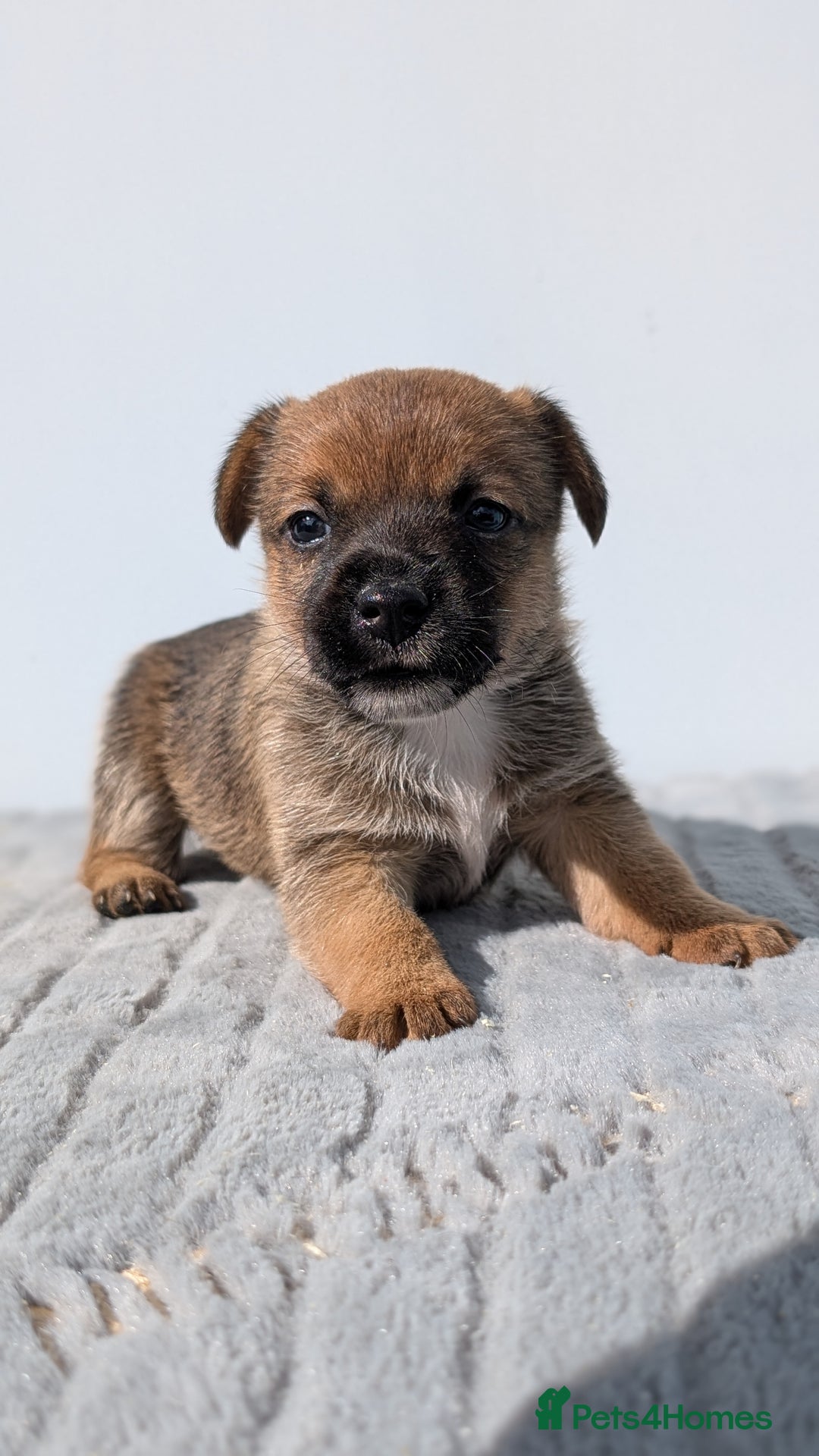 Mixed Breed dogs for sale: Cracking terrier pups - Image 5