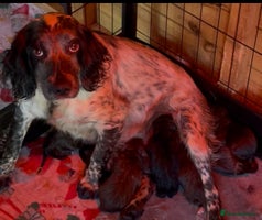 Cockapoo dogs 7 beautiful cockapoo puppy’s - Advert 9