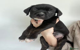 Cane Corso dogs for sale: 🐾 Beautiful Cane Corso Puppies – Ready Soon! 🐾 - Image 11