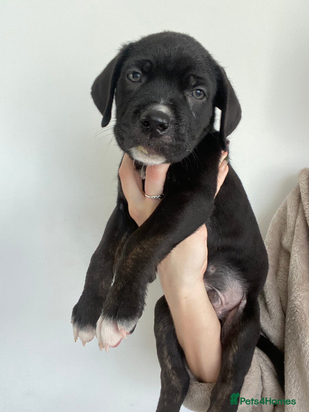 Cane Corso dogs for sale: 🐾 Beautiful Cane Corso Puppies – Ready Soon! 🐾 - Image 11