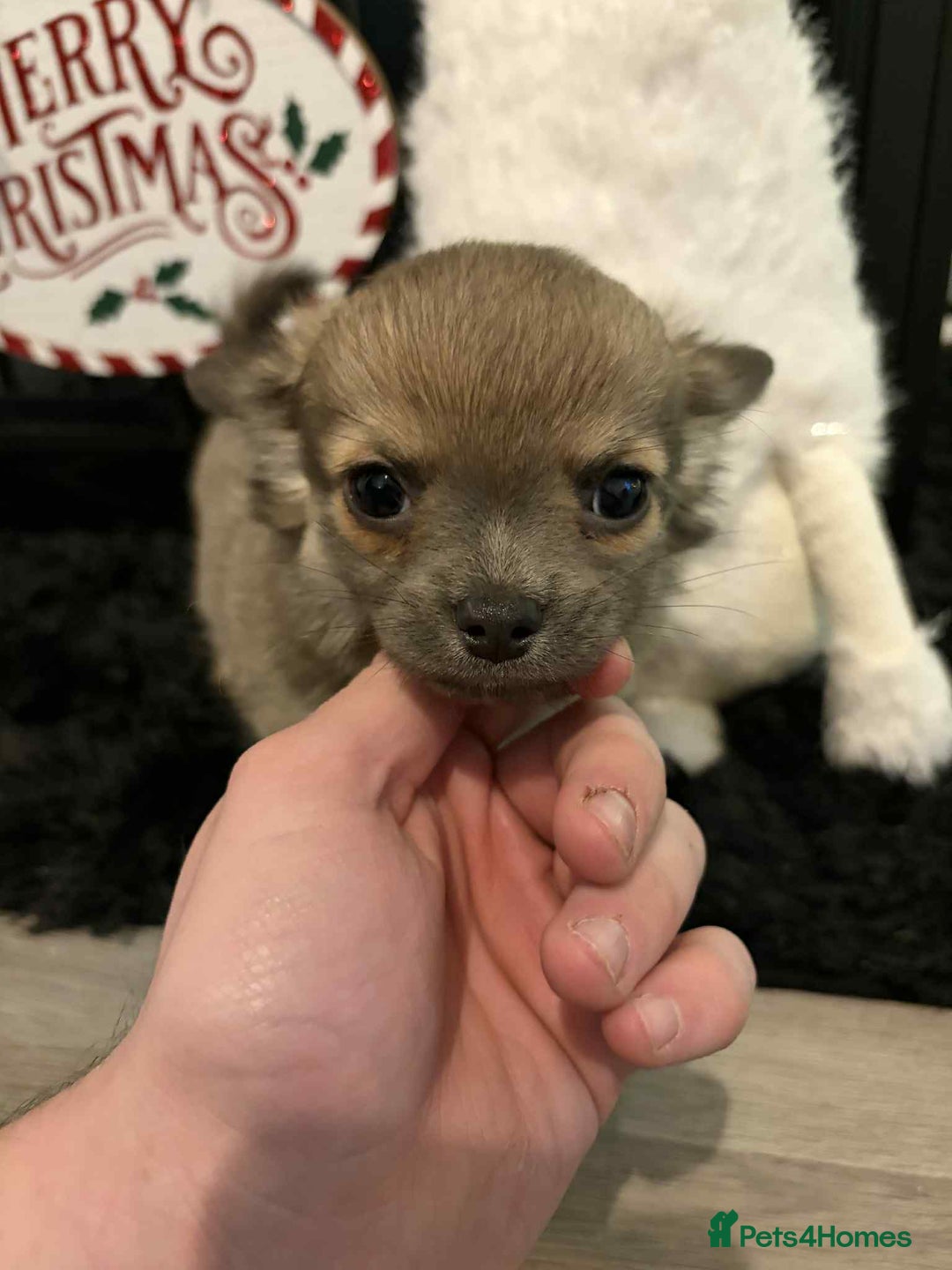 Chihuahua dogs for sale: Beautiful Chihuahua Boy - Advert 2