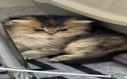 Scottish Fold cats for sale: Scottish Fold Kittens – Ready for New Homes  - Image 15