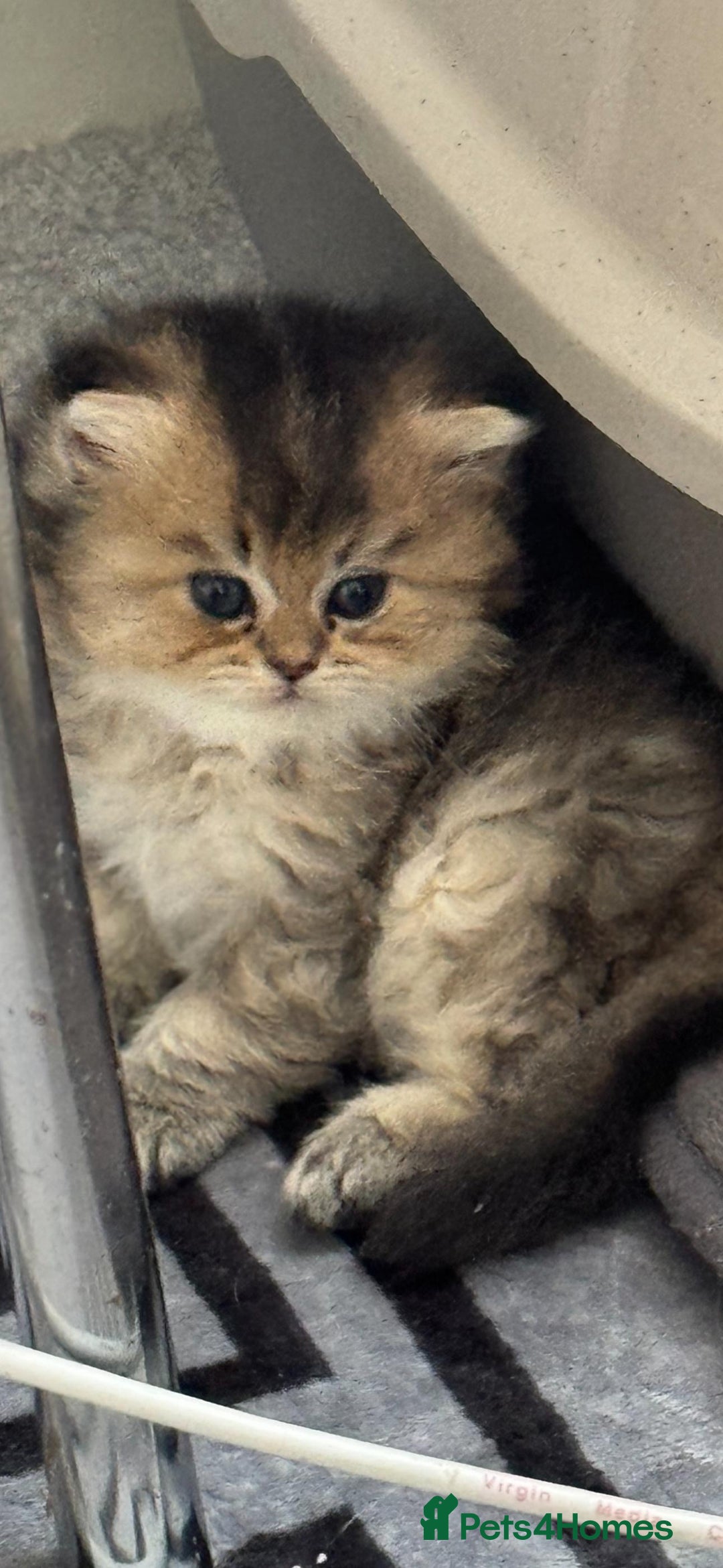 Scottish Fold cats for sale: Scottish Fold Kittens – Ready for New Homes  - Image 15