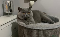 British Shorthair cats for stud: 👑🏆 BLUE CHAMPION BRED STUD DERBY TICA  GCCF 🏆👑 in Derby - Image 2
