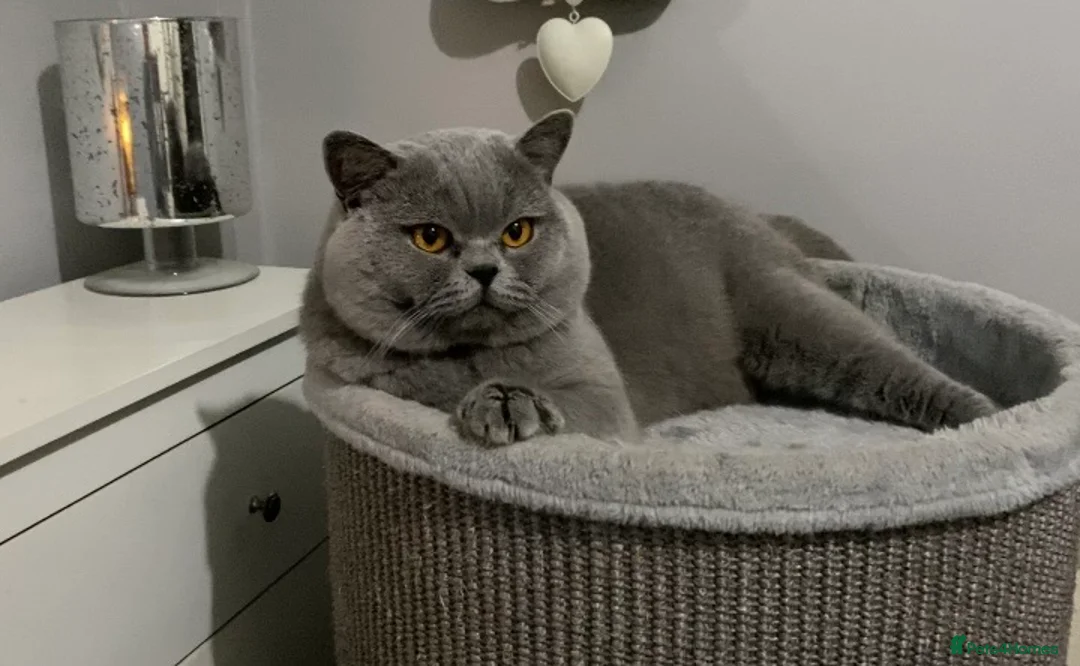 British Shorthair cats for stud: 👑🏆 BLUE CHAMPION BRED STUD DERBY TICA  GCCF 🏆👑 in Derby - Advert 2