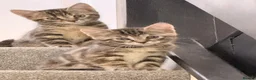 Mixed Breed cats for sale: Kittens  - Advert 4