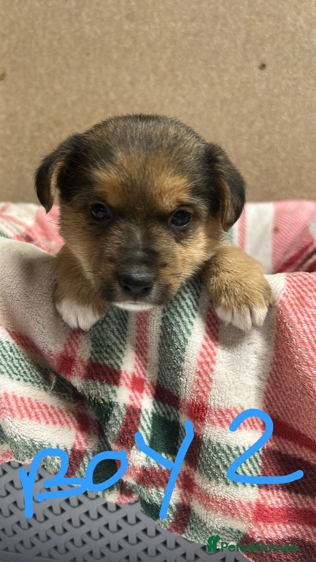 Jack Russell dogs for sale: JACK RUSSELL looking for there forever 🏠  - Advert 3