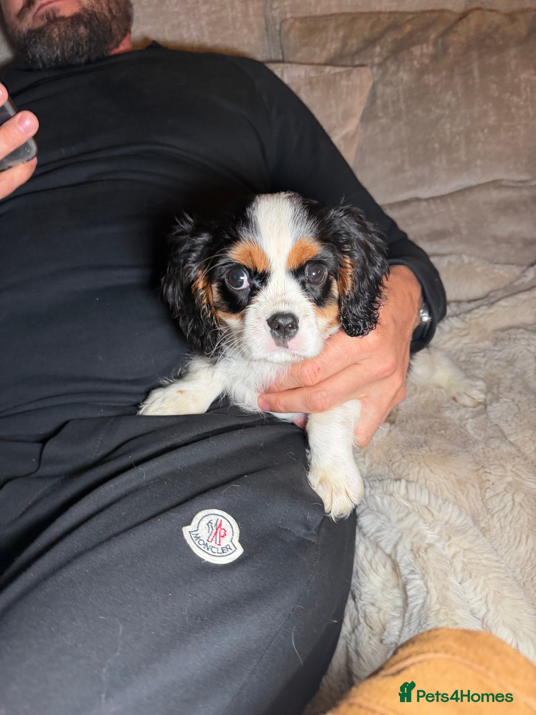 Cavalier King Charles Spaniel dogs for sale:  Cavalier King Charles Spaniels  - Advert 1