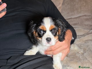 Cavalier King Charles Spaniel dogs Cavalier King Charles Spaniels - Advert 3