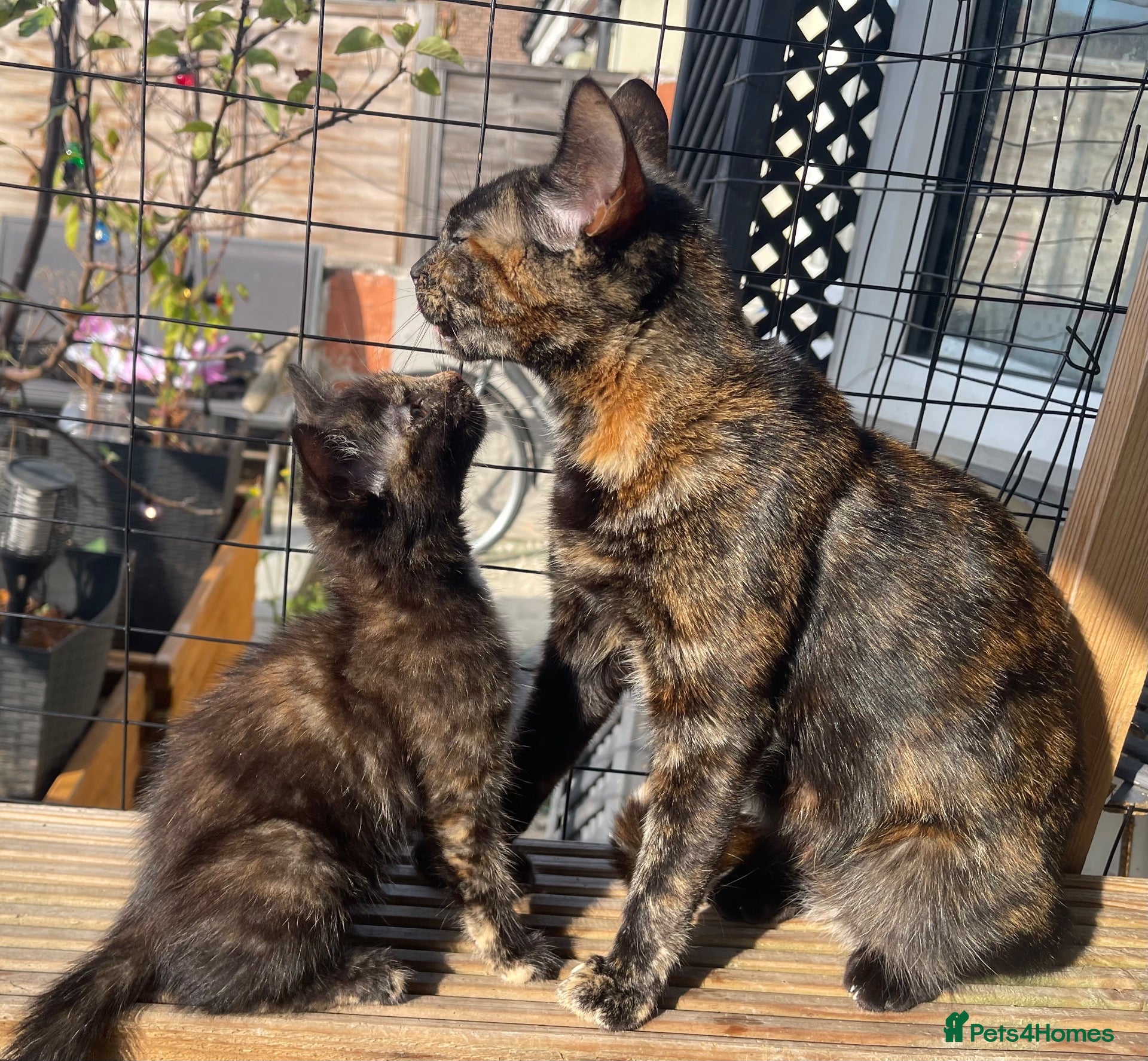 Mixed Breed cats 3 Female Kittens - Advert 1