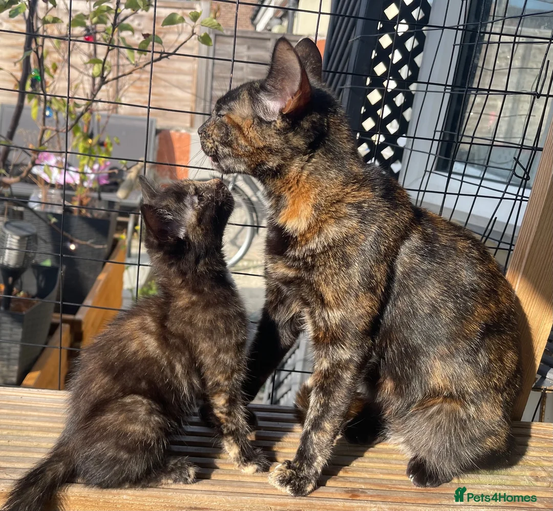 Mixed Breed cats for sale: 3 Female Kittens in Portsmouth - Advert 1
