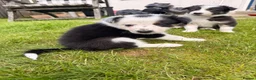 Border Collie dogs for sale: Gorgeous Border Collie puppies  - Advert 14