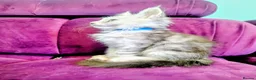 Maine Coon cats for sale: Maine Coon Pedigree Kittens  - Advert 12