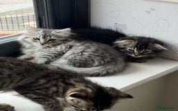Scottish Fold cats for sale: beautiful Scottish Fold×Nebelung Kittens in Liverpool - Image 9