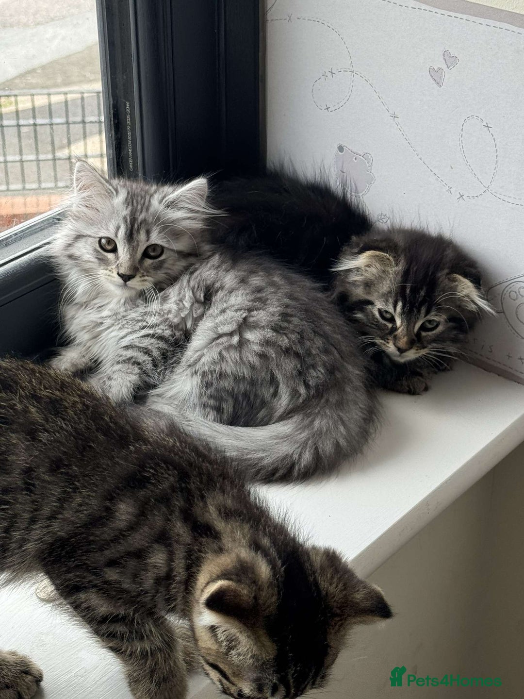 Scottish Fold cats for sale: beautiful Scottish Fold×Nebelung Kittens in Liverpool - Image 9