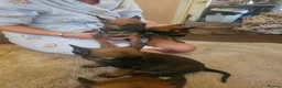 Belgian Shepherd Dog dogs for sale: Outstanding Belgium malinois puppies  - Advert 16
