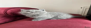 Grey Boy 