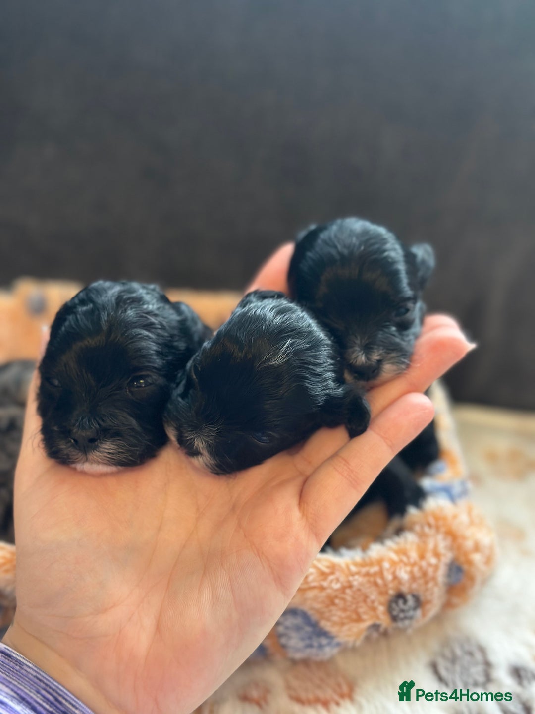 Maltipoo dogs for sale: F1 Toy Maltipoos - Image 16