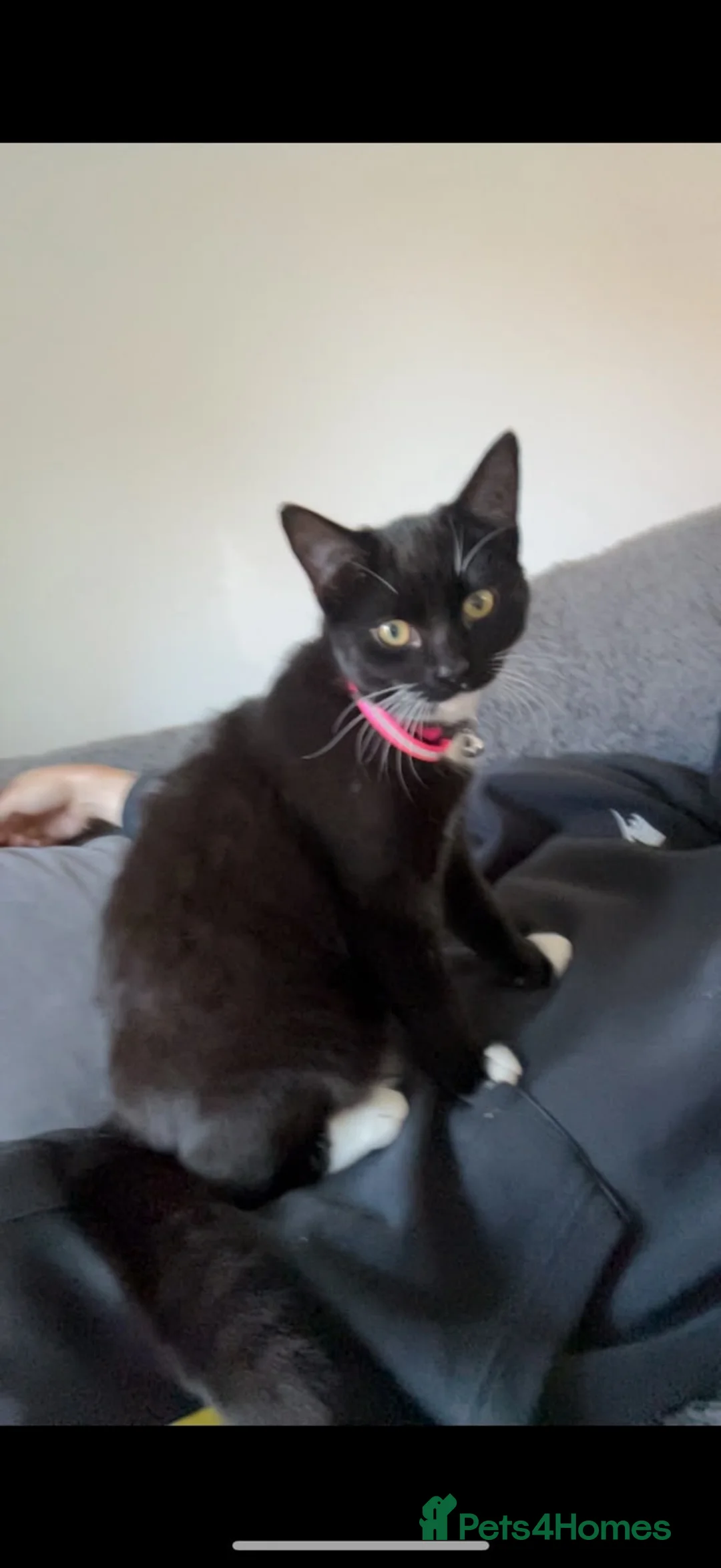 Mixed Breed cats for sale: Free to a loving home in Lowestoft - Advert 2