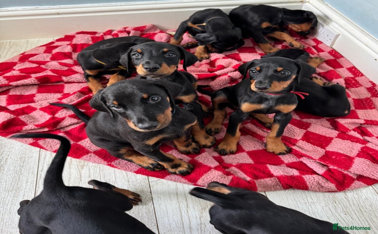 Dobermann dogs in Torquay - Advert 2