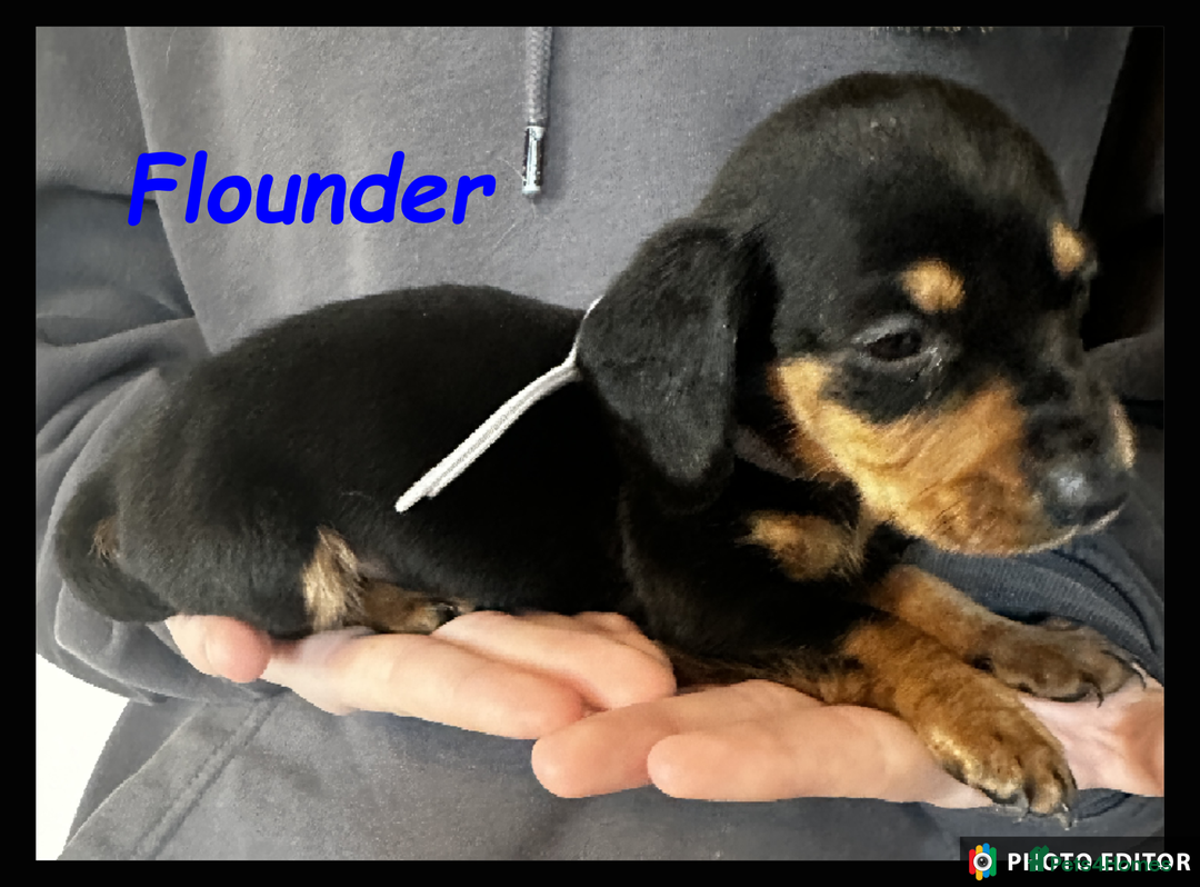 Dachshund dogs for sale: Beautiful Dachshunds ❤️❤️ - Advert 15