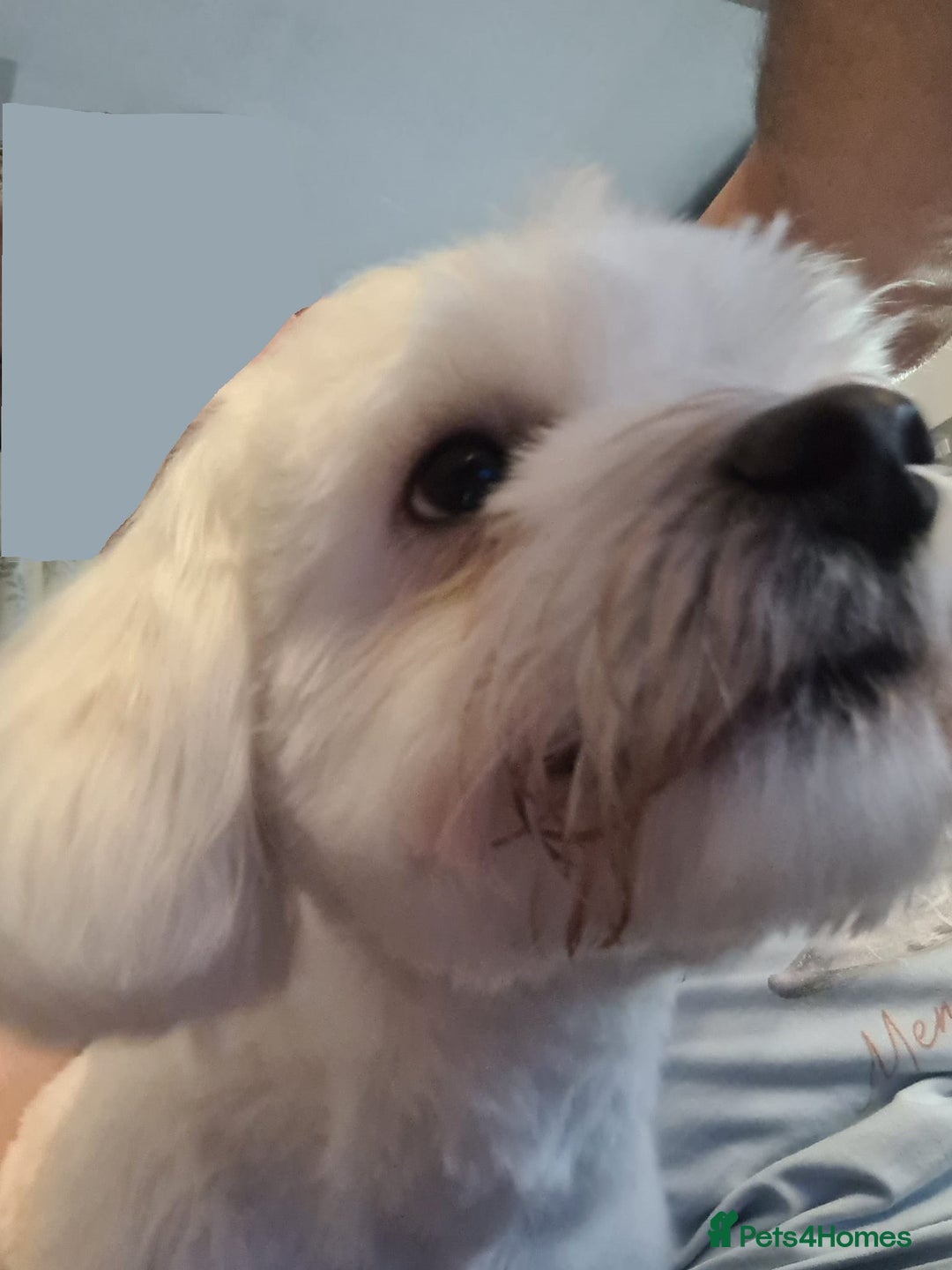 Maltese dogs for sale: Maltese Male 16 month old - Advert 8