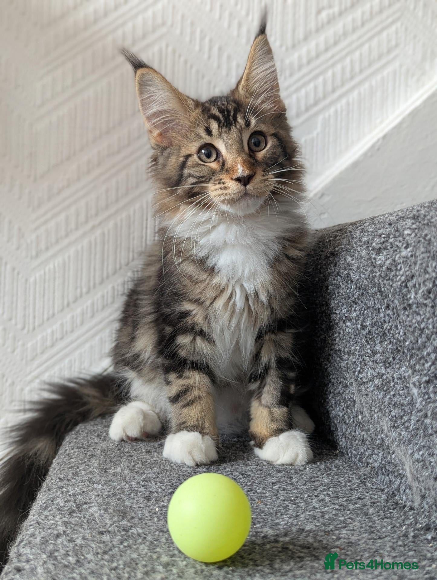 Maine Coon cats 🏅TICA🏅pure maine coon kittens - Advert 6