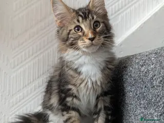 Maine Coon cats 🏅TICA🏅pure maine coon kittens - Advert 6
