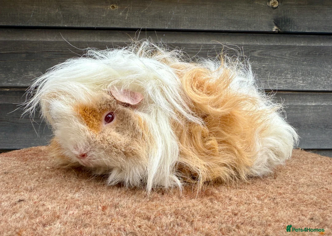 Guinea Pig rodents for sale: Boars/Sows - Various Breeds  - Advert 1