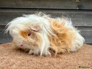 Guinea Pig rodents Boars/Sows - Various Breeds - Advert 1