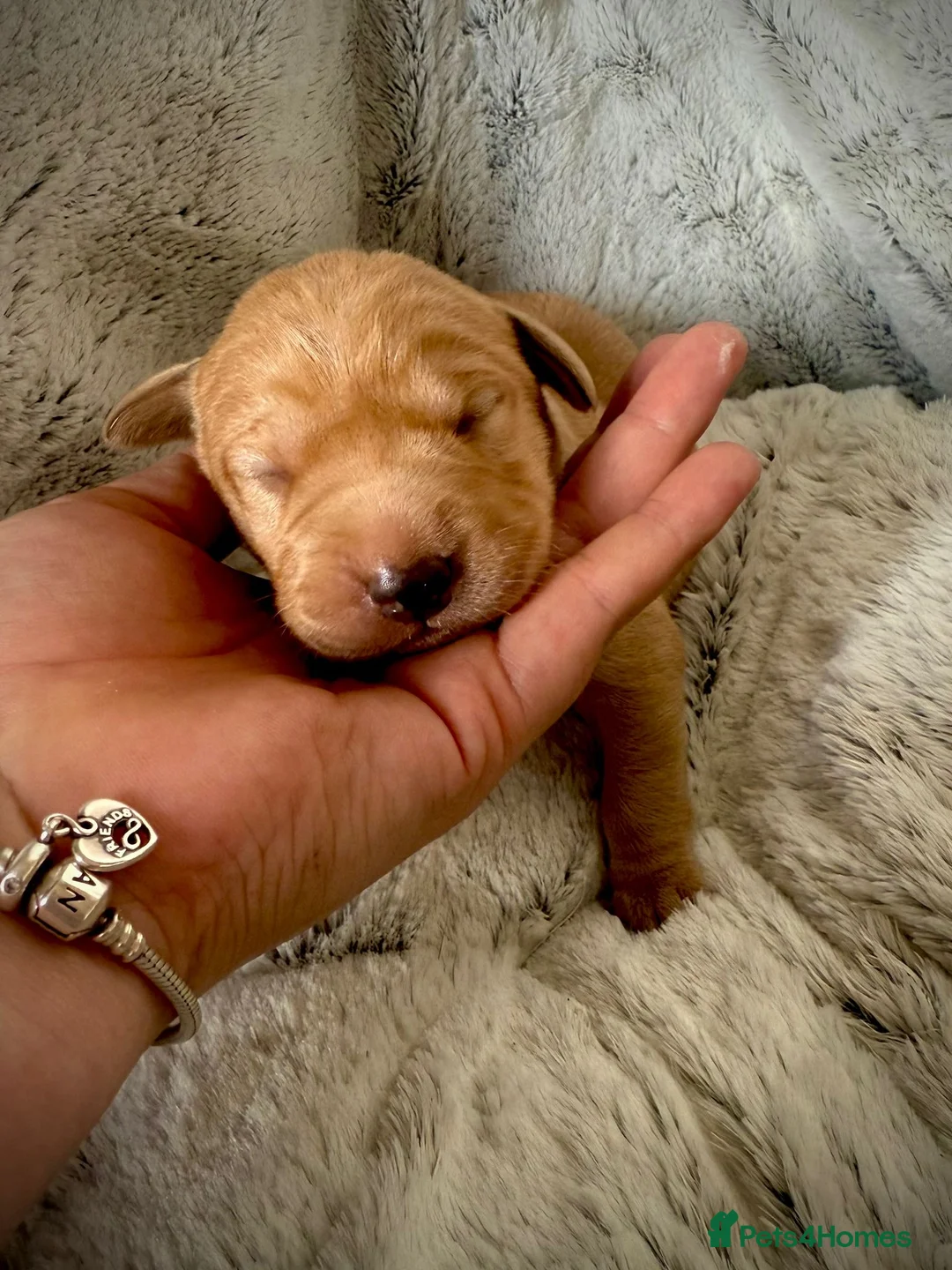 Labrador Retriever dogs for stud: Stunning Fox Red Labrador (Stud) PEDIGREE PROVEN - Advert 8