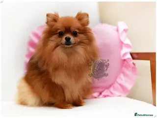 Pomeranian dogs KC ORANGE SHADED SABLE ADULT FEMALE POMERANIAN - Advert 17