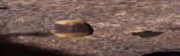 Isopods invertebrates for sale: Cubaris sp. RUBBER DUCKY - Advert 4
