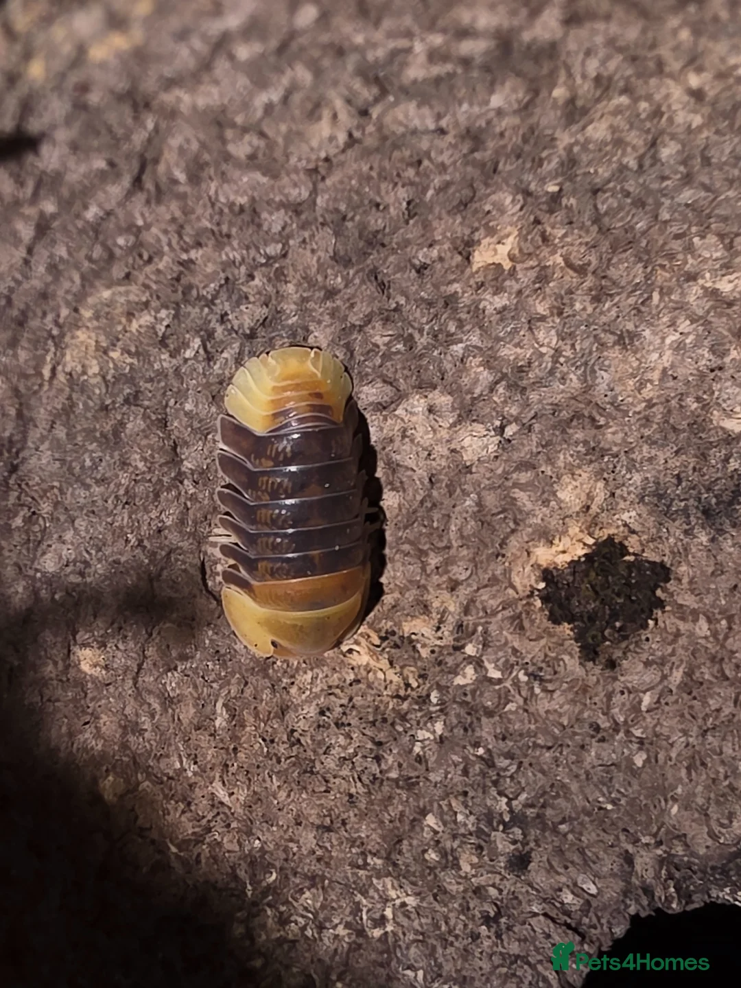 Isopods invertebrates for sale: Cubaris sp. RUBBER DUCKY - Advert 4