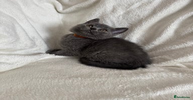 British Shorthair cats - Advert 6