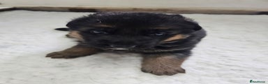 German Shepherd Puppy 3