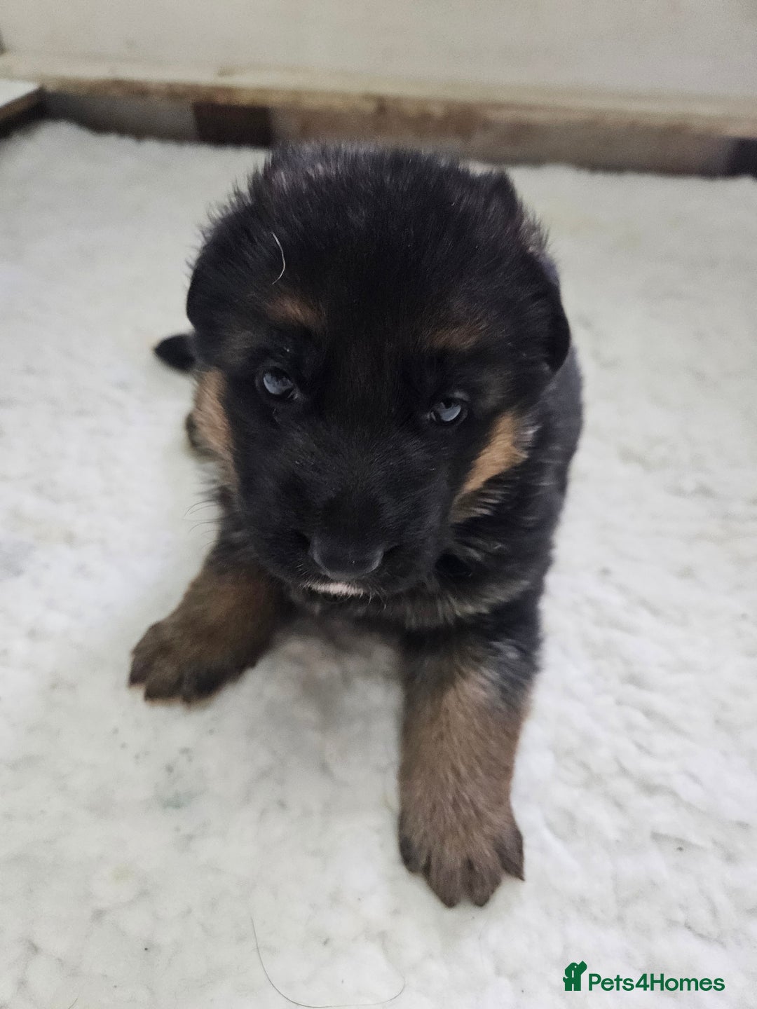 German Shepherd dogs for sale: German shepherd puppies - Advert 3
