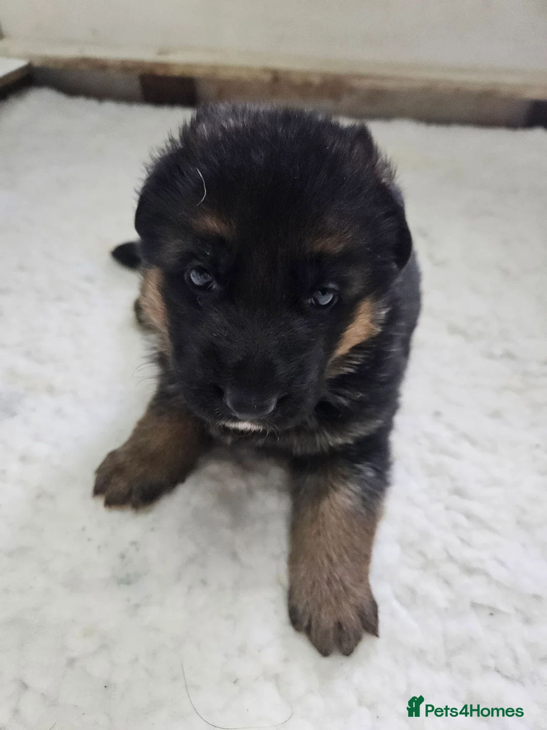 German Shepherd dogs for sale: German shepherd puppies - Advert 26
