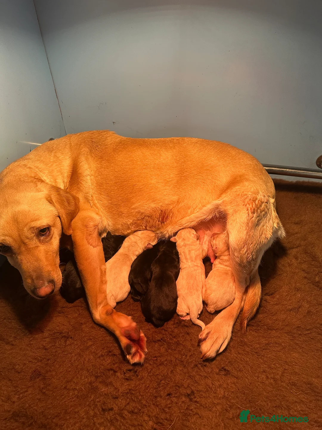 Labrador Retriever dogs for sale: 2024 igl championship winning sired Labradors  - Advert 7
