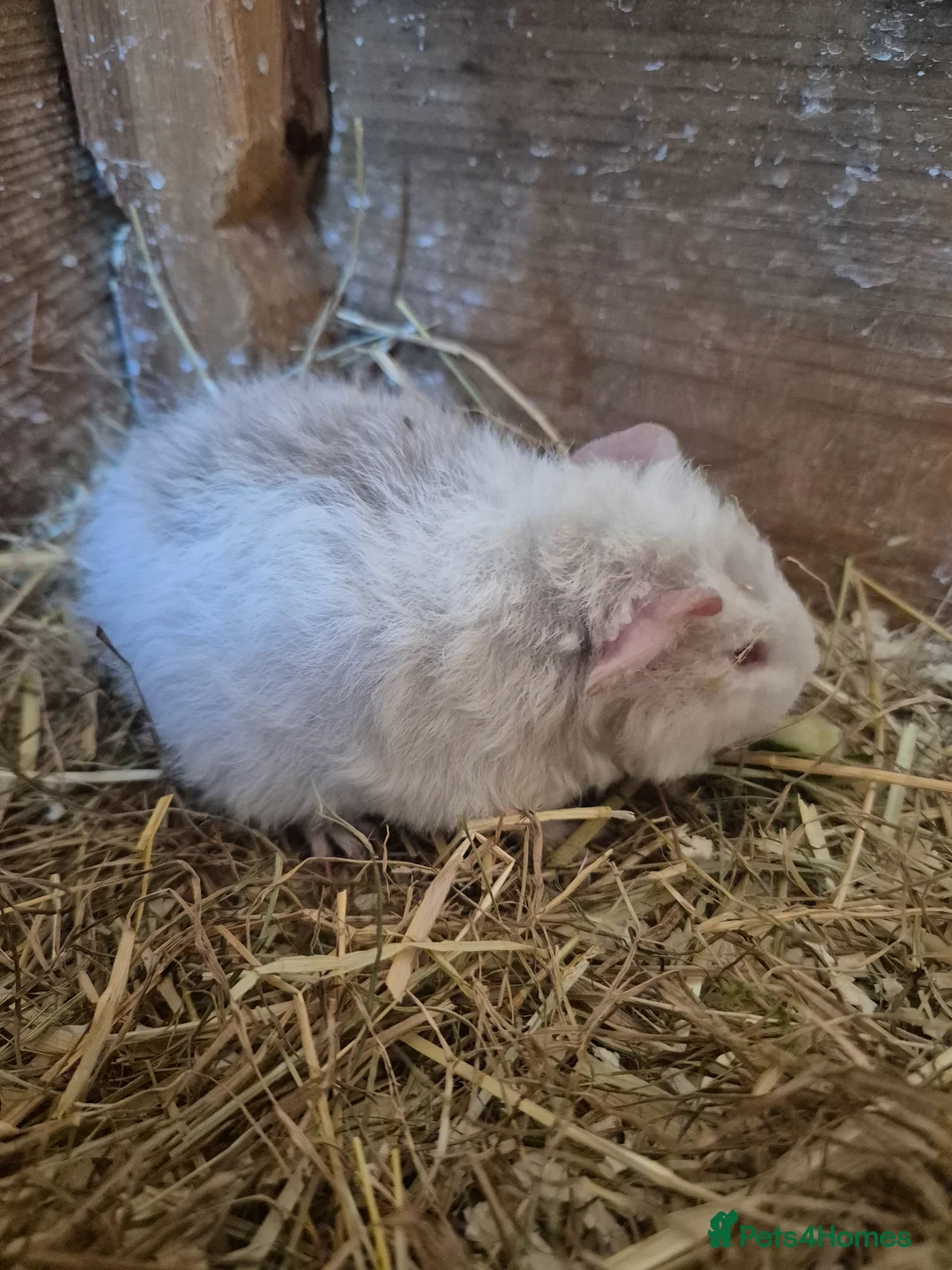 Guinea Pig rodents for sale: White and light grey male teddy guinea pig - Advert 5
