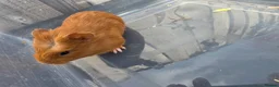 Guinea Pig rodents for sale: Female Baby Guinea Pigs - Advert 3
