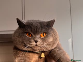 British Shorthair cats Stunning 5th Generation pedigree BSH in London - Advert 17