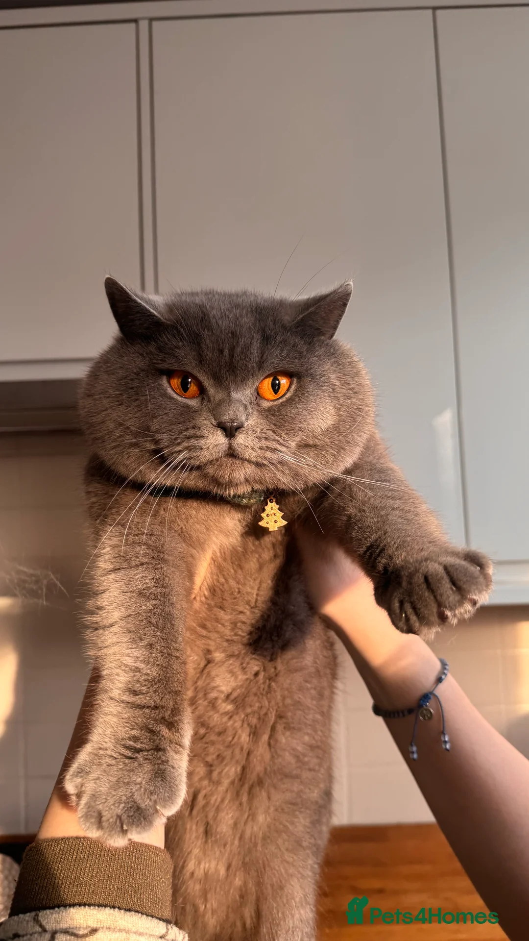 British Shorthair cats for stud: Stunning 5th Generation pedigree BSH in London - Advert 1