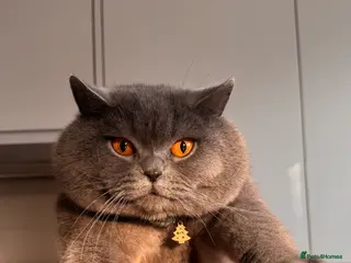 British Shorthair cats for stud: Stunning 5th Generation pedigree BSH in London - Advert 2