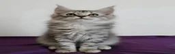 Maine Coon cats for sale: Beautiful GCCF mixed silver kittens - Advert 3