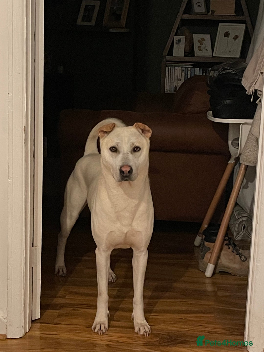 Mixed Breed dogs for sale: Husky x shar pei  - Advert 1