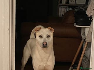 Mixed Breed dogs Husky x shar pei - Advert 1