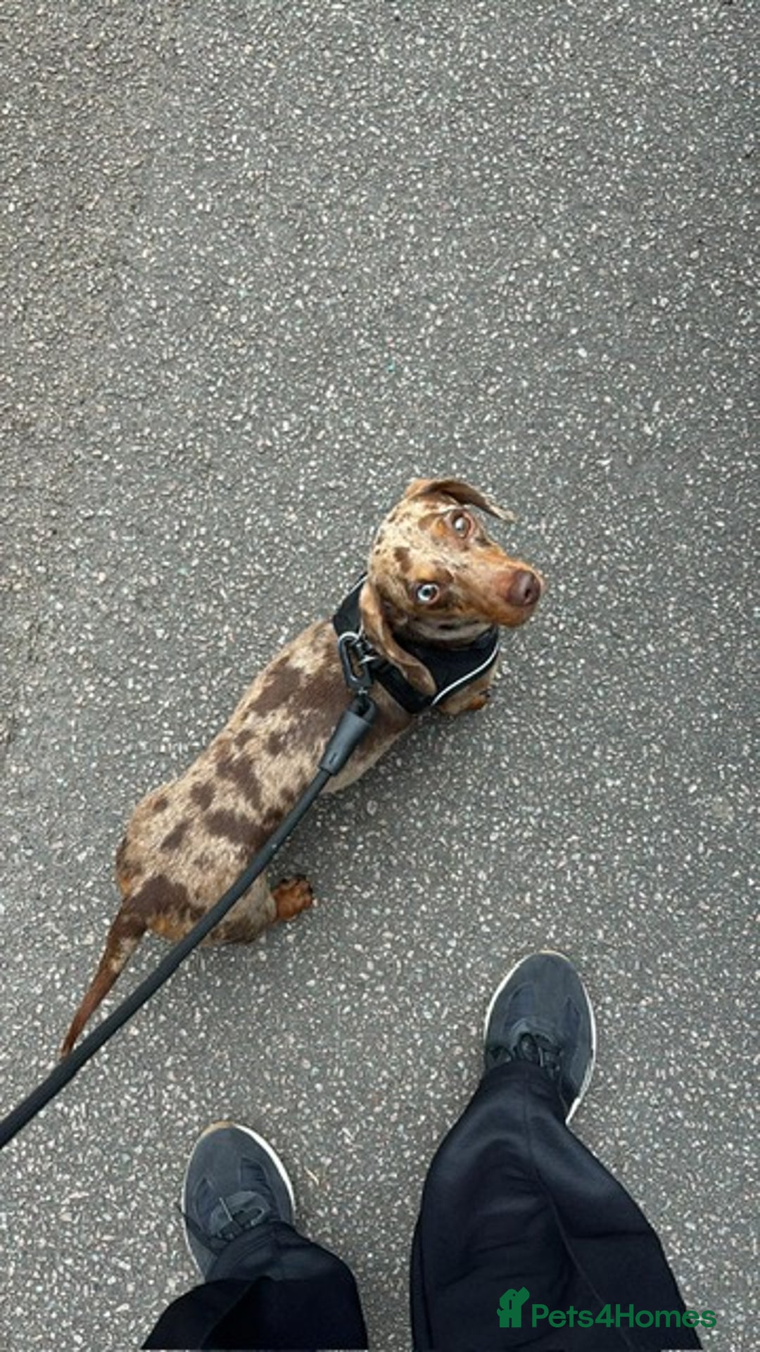 Miniature Dachshund dogs for sale: Dapple Miniature Dachshund 4years - Image 4